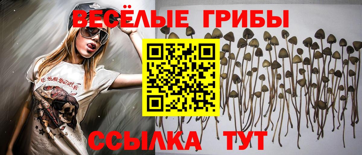 Псилоцибиновые грибы Psilocybe Вольск